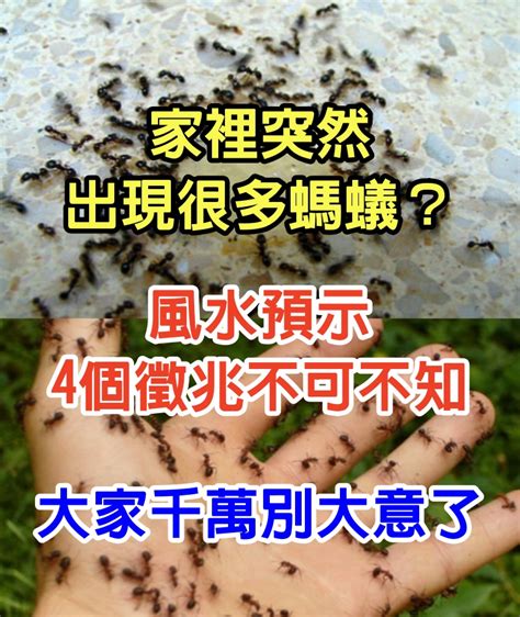 家裡突然出現很多螞蟻|家中突然出現很多小螞蟻怎麼辦？專家教你五招消滅家中小螞蟻、。